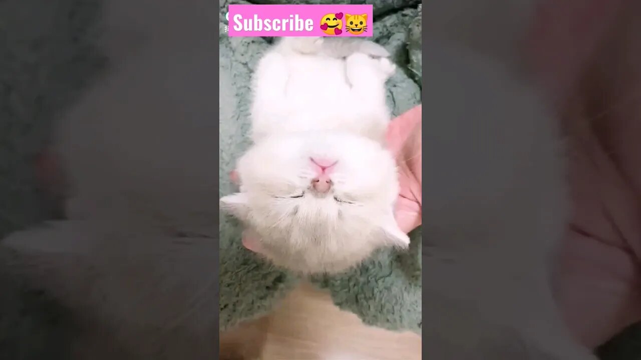 So Cutest Cat! in home lovely moments || 🥰😽|| #shortsfeed #youtubepets #catvideos