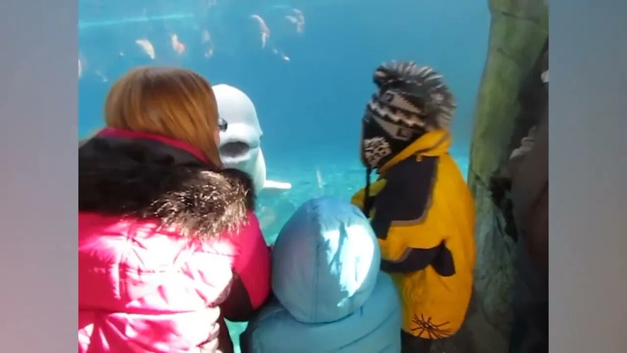 Beluga Whale is AMAZED by Tricks! | Funny Aquarium Videos