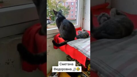 котята милота 🤣