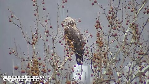 USS Eagles - Subadult in nest tree