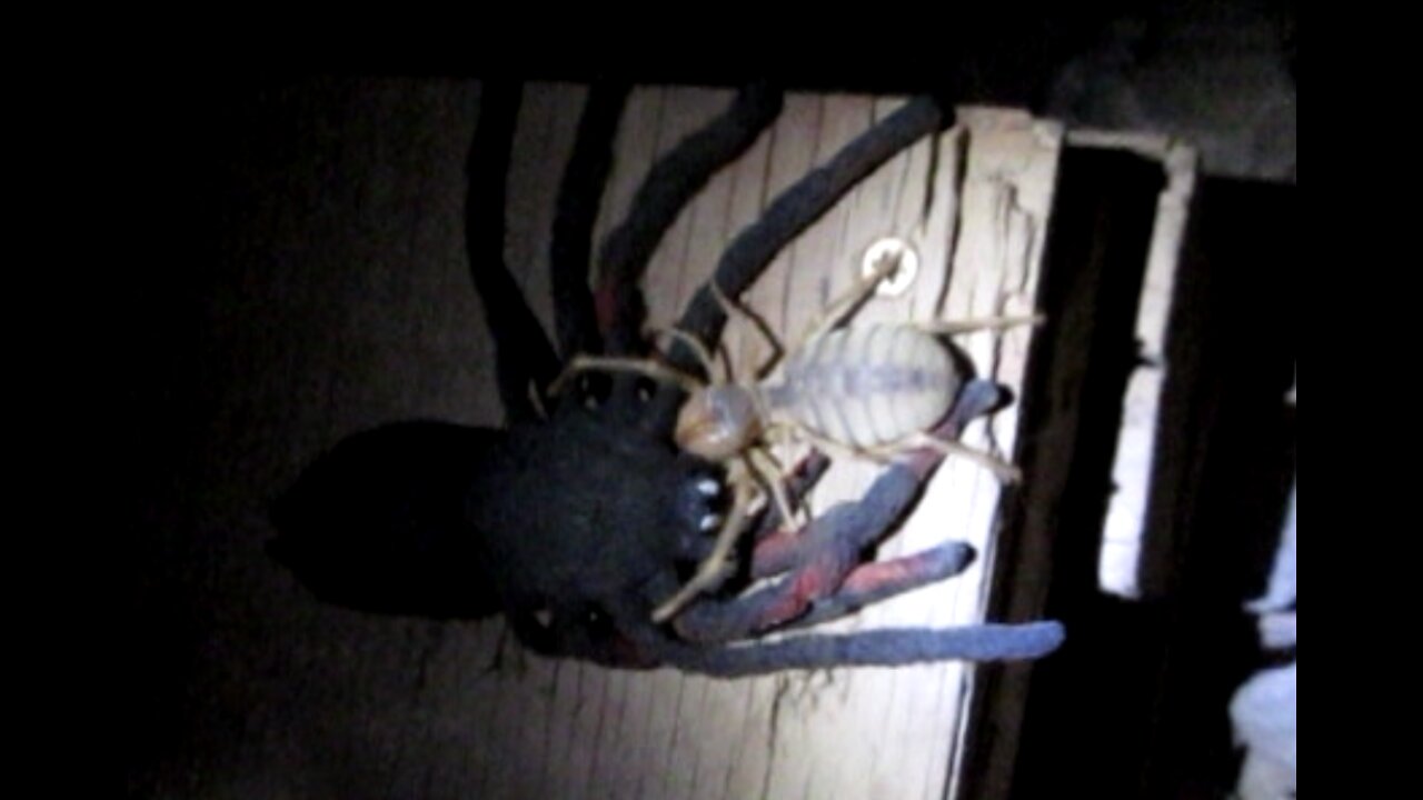 Camel Spider Attacking Rubber Spider Afghanistan