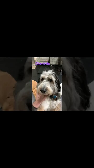 [Shorts 0072] CHARLOTTE [#dogs #doggos #doggies #puppies #dogdaycare]