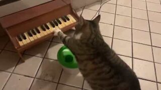 Ce chat réclame à manger en jouant du piano