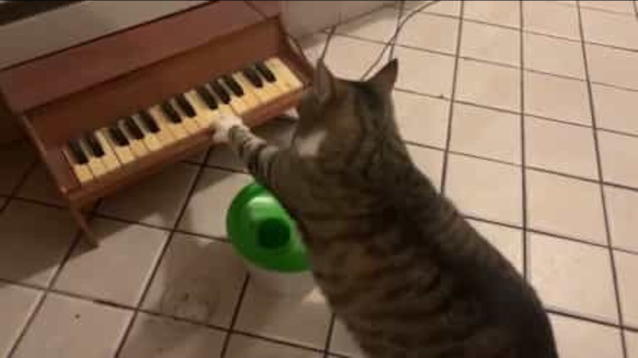 Ce chat réclame à manger en jouant du piano