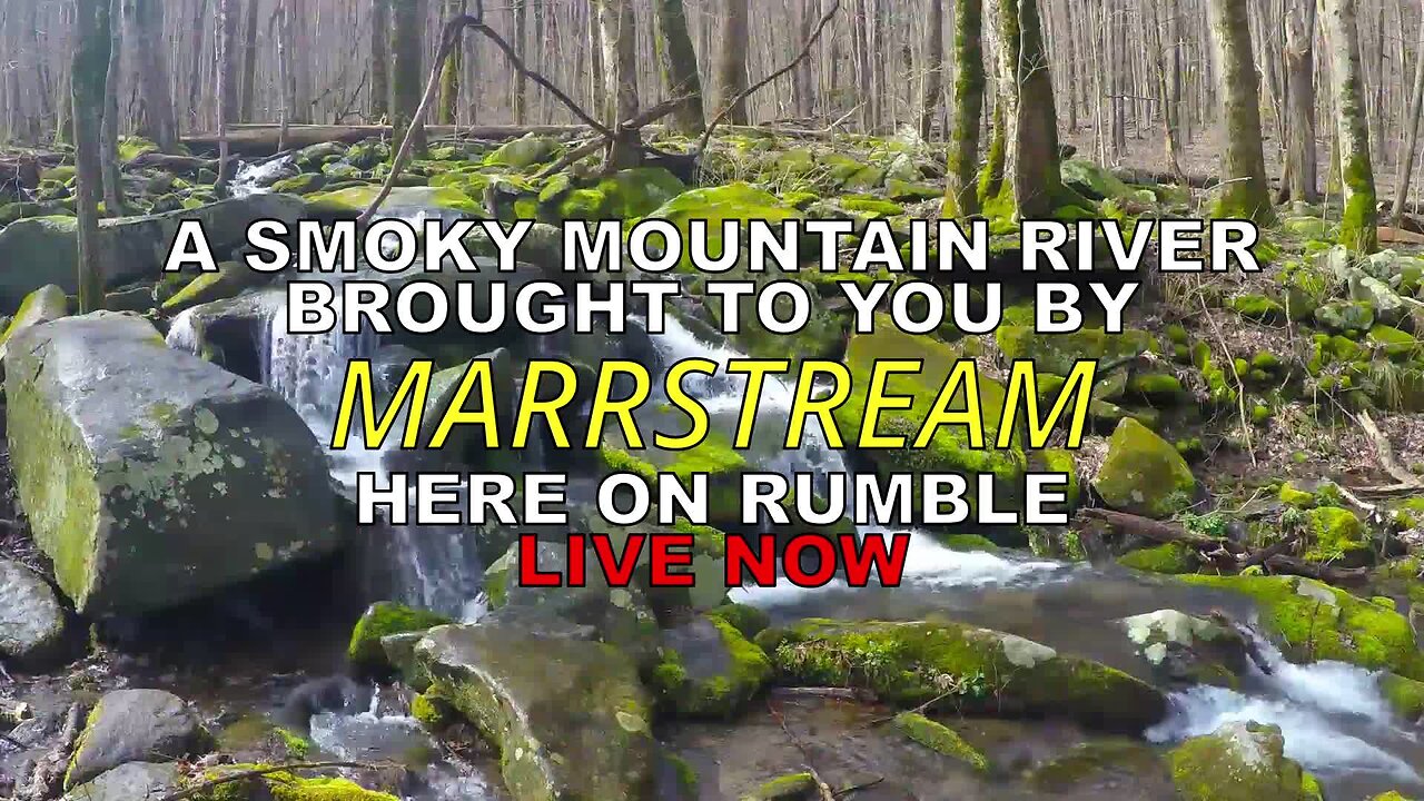 Relaxing Stream in the Great Smoky Mountains