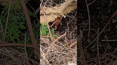 Chickens In The Undergrowth