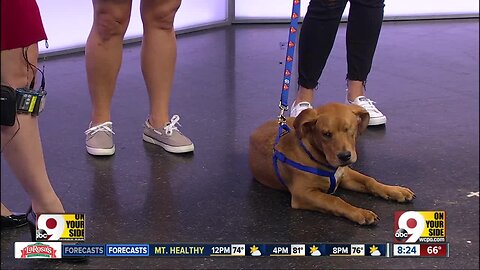 Pet Pals Saturday