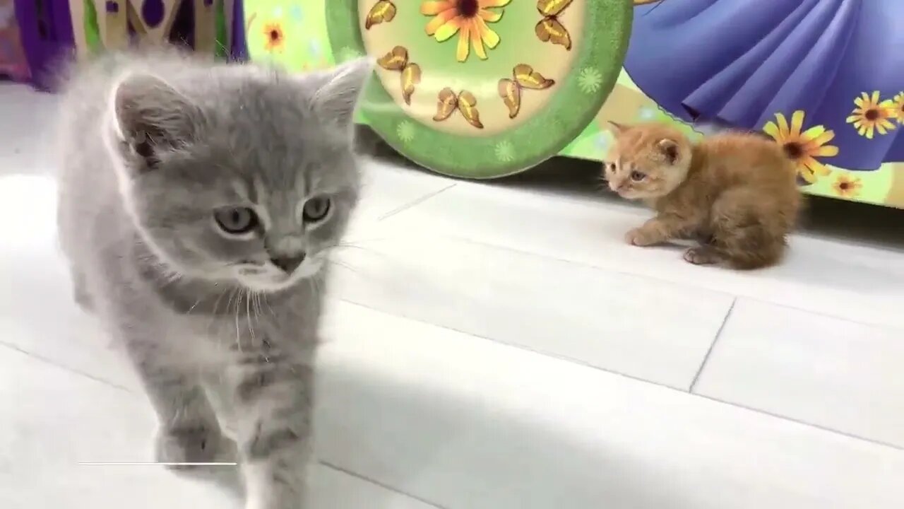 Ginger kitten's first meeting with the cat🐈 Will she feed him or not?