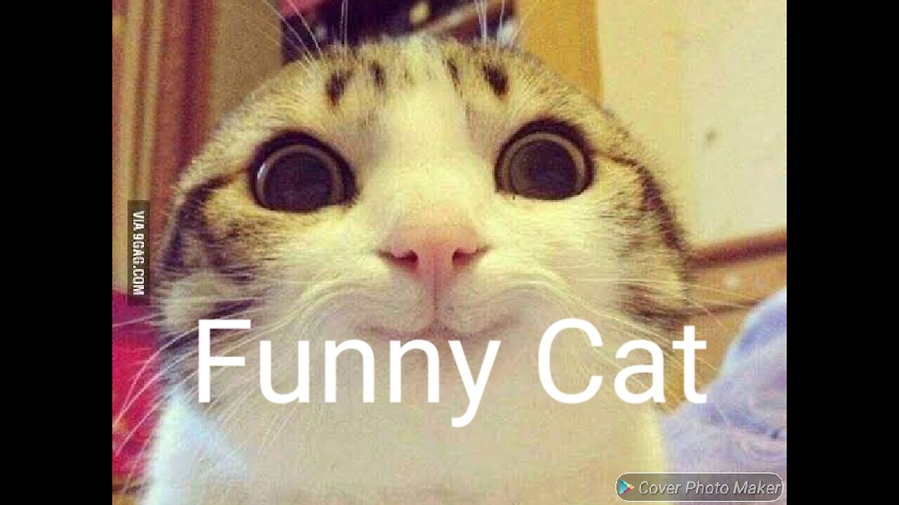 funny cat