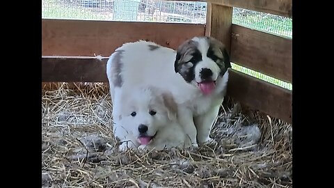 A better fence for the pups