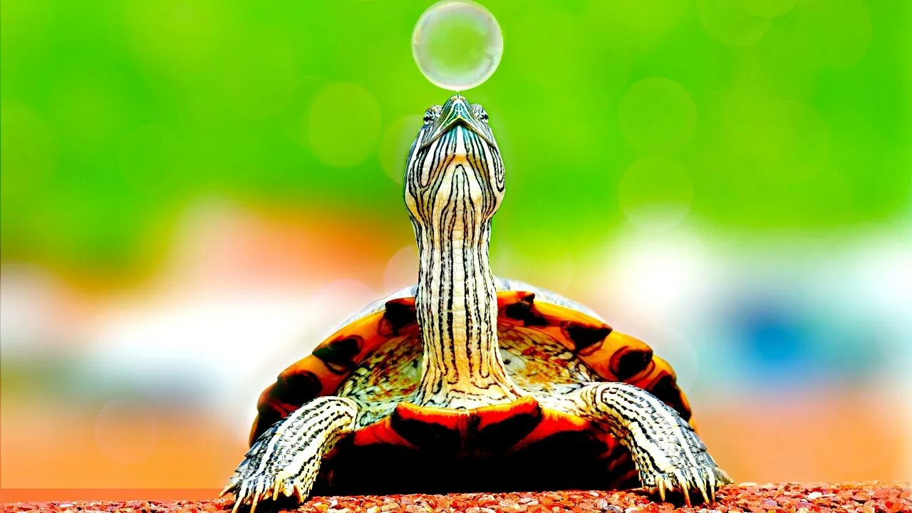 Mr. Turtle - No Copyright ♫