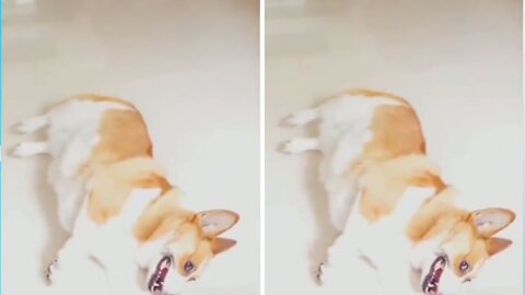 Next level acting skill of shiba||funny dog video