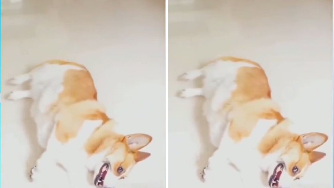 Next level acting skill of shiba||funny dog video