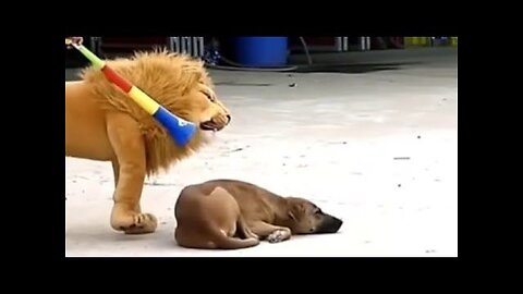 Funny Animals Dog pranks by Fake Tigers