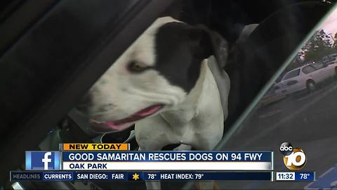 Good Samaritan rescues dogs on SR-94