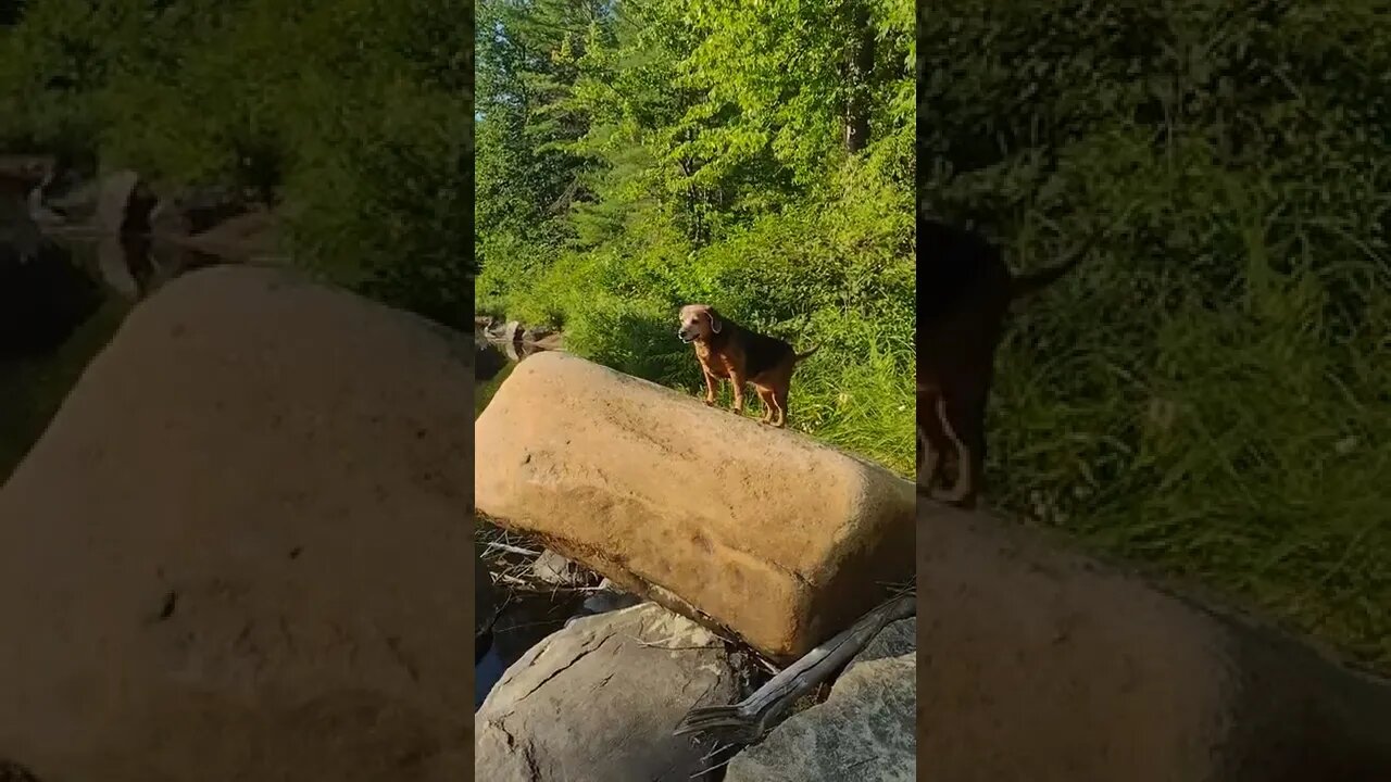 Stinky Queen of the Rock