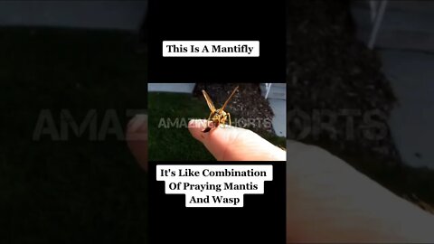 Amazing Shorts This Is A Mantifly #shorts #short #shortvideo