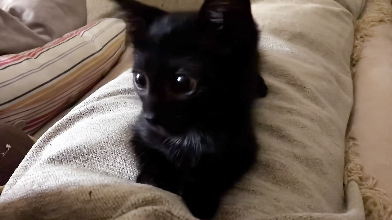 Black Kitten Panthiras Fighting With Pen