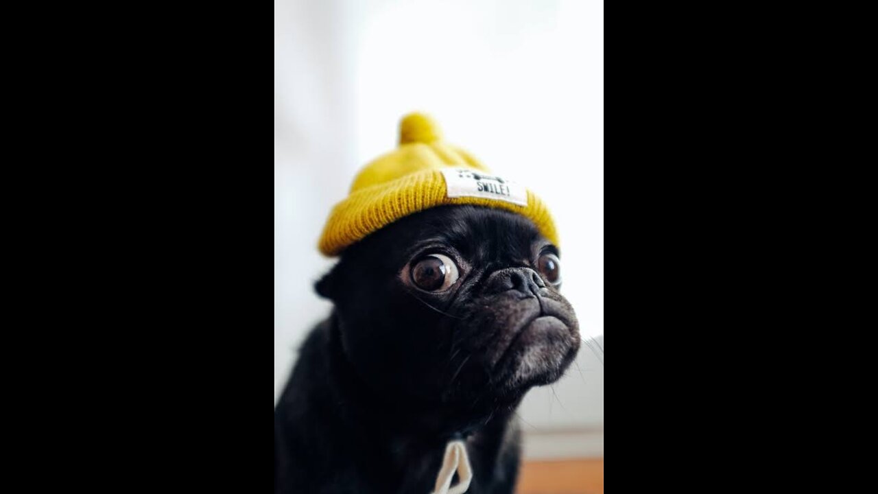 Funny shots video