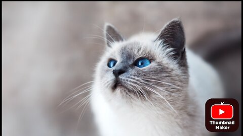 Cute Cats & Dogs