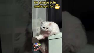 I'm just a Cat 😂