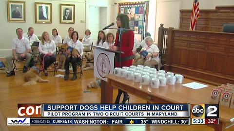 Emotional support dogs help children in court