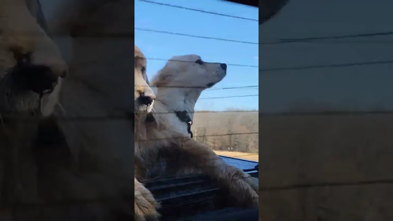 They love riding in the back of the truck