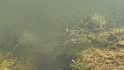 School of small bass