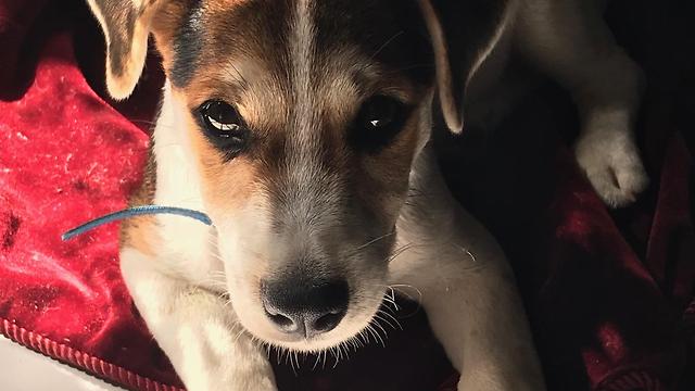 Jack Russell Dancing to a song