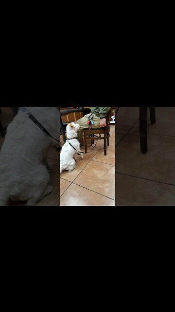 Ares Jack Russell training at food store with #customK9ServiceDogsFamily