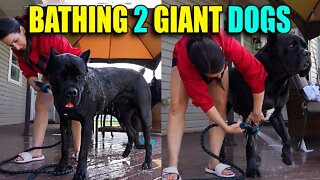 Bathing 2 GIANT Dogs Cane Corso