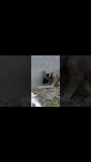 Как котенок наказывает щенка 😂