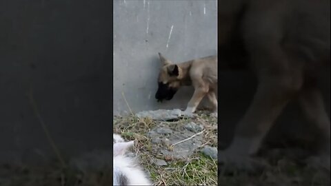 Как котенок наказывает щенка 😂