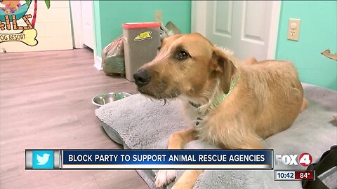 Cape Coral businesses band together to help shelter animals