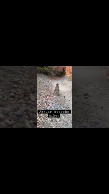 JAGUAR ATTACKS HIKER!😱😟