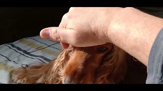 #dogshow , #amimals , #dogs , #shorts
