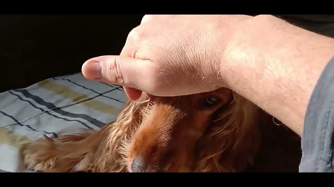#dogshow , #amimals , #dogs , #shorts