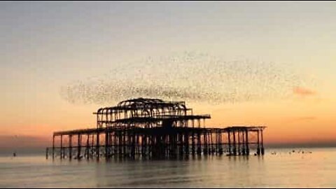 Milhares de pássaros pairam sobre um porto ao pôr-do-sol