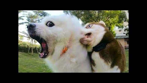 Funniest Animals videos 2021, Try not to Laugh watching funny animals compilation.