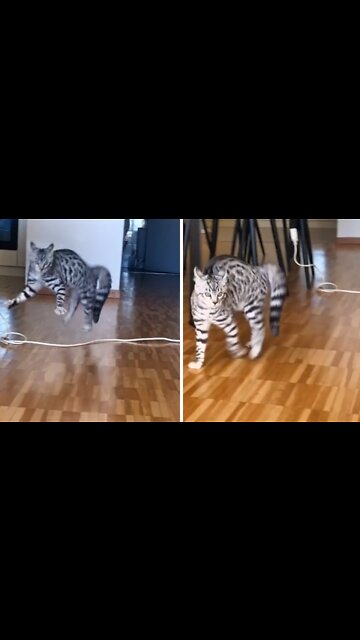 Funny Cat Shows Off Super Silly Walk