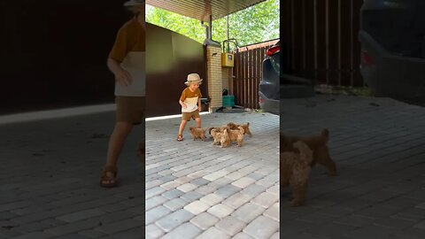 Dog and puppies playing with 👩 lady and small child,#shorts,#dog,#puppy,#lady,#child,#animal,#play