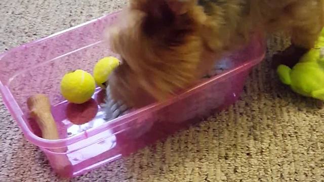 Happy dog takes new toys out of the box