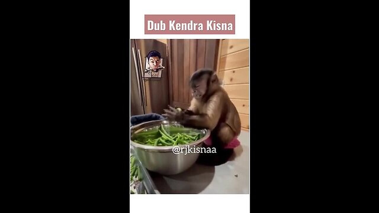 Monkey funny video | Reena Ft. Kunji bhabhi | DUB केंद्र! Dub Kendra Kisna