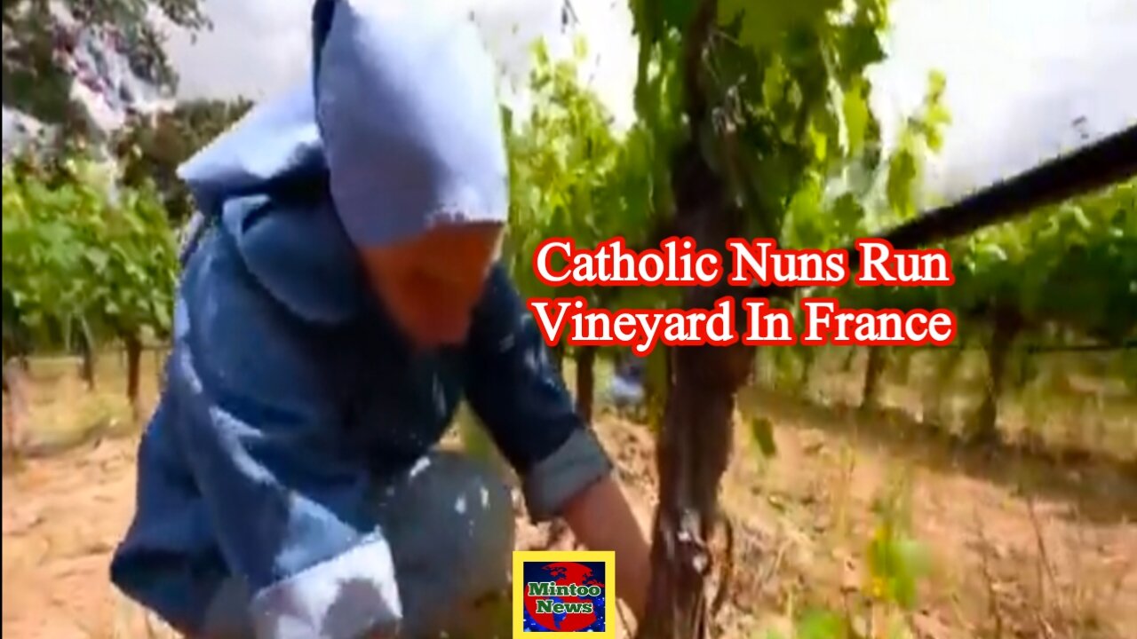 Catholic nuns run vineyard in France