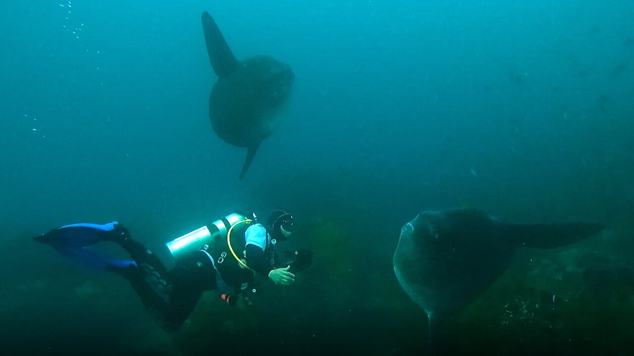 Scuba diver swims among one of the world's most bizarre fish