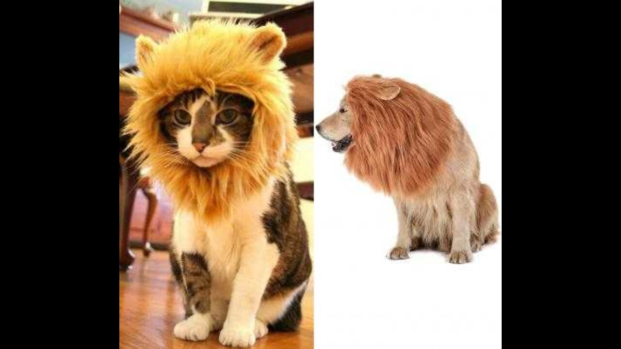 Funny dog to lion transformation