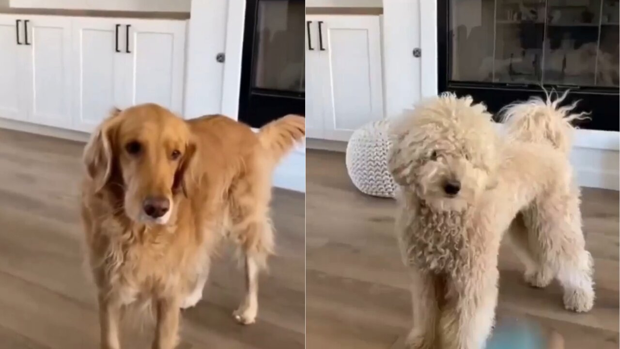 Golden retriever vs Golden doodle ball catching competition