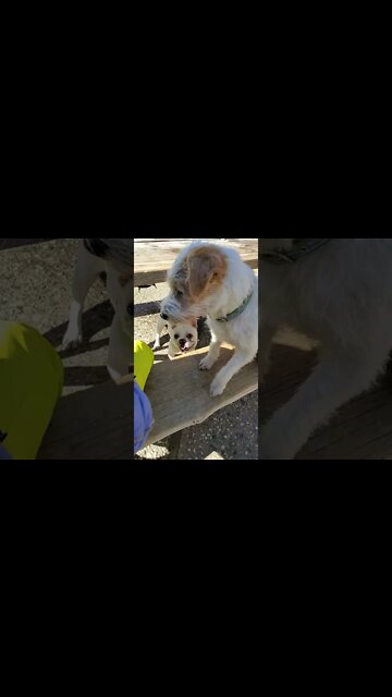 Ares Jack Russell and Riceball French Bull received some training together