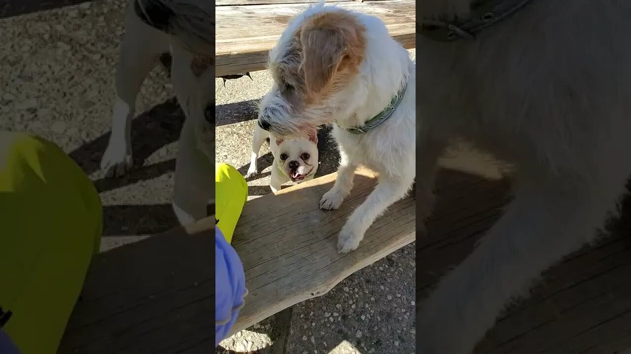 Ares Jack Russell and Riceball French Bull received some training together