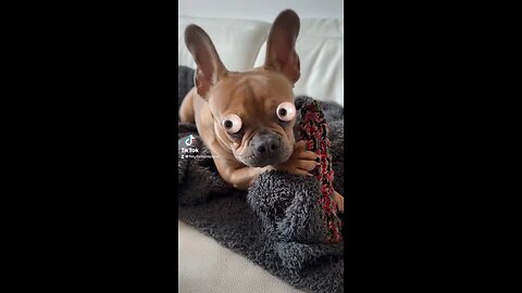 French Bulldogs are just the best 😃